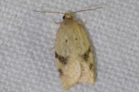 Acleris ferrugana/notana