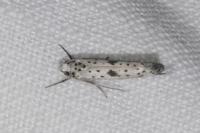 Yponomeuta plumbella