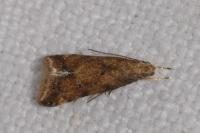 Brachmia blandella