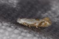 Bucculatrix bechsteinella