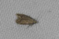 Teleiodes vulgella