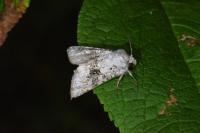 Hecatera bicolorata