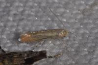 Phyllonorycter quercifoliella