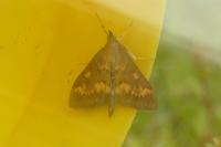 Ostrinia nubilalis/scapulalis
