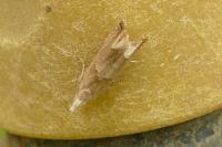 Eucosma conterminana