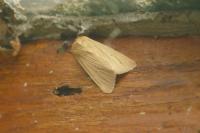 Mythimna pallens