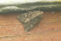Mamestra brassicae