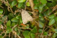 Caradrina clavipalpis