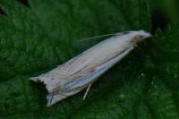 Crambus