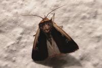Ochropleura plecta