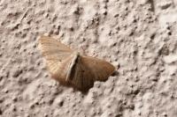 Scopula immutata