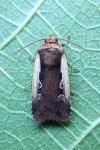 Ochropleura plecta