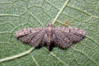 Eupithecia ultimaria