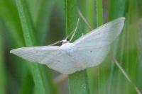 Scopula immutata