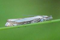 Crambus pascuella