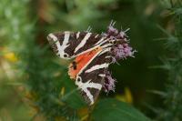 Euplagia quadripunctaria