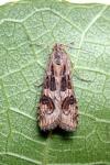 Nomophila noctuella