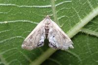 Cataclysta lemnata