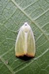 Earias clorana