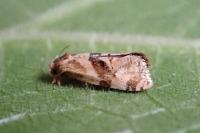 Gynnidomorpha alismana