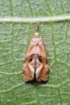 Gynnidomorpha alismana
