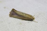 Orthotelia sparganella