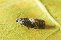 Pammene albuginana/suspectana