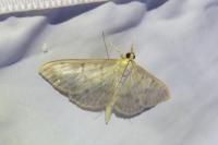 Patania ruralis