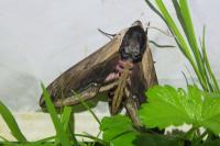 Sphinx ligustri