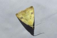 Rivula sericealis