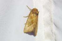 Hydraecia micacea