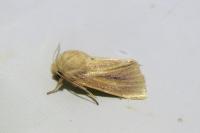 Denticucullus pygmina