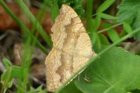 Camptogramma bilineata