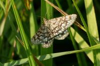 Chiasmia clathrata
