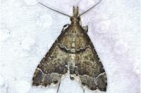 Diplopseustis perieresalis