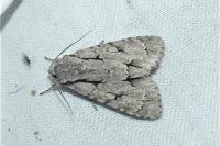 Acronicta psi/tridens