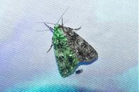 Acronicta rumicis