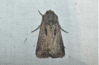Agrotis bigramma