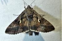 Autographa gamma