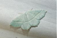 Campaea margaritaria