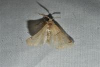 Crocallis elinguaria