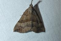 Hypena proboscidalis