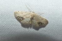 Idaea dimidiata