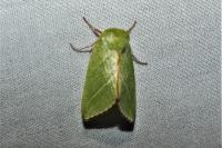 Pseudoips prasinanus