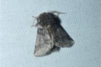 Thaumetopoea processionea