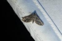 Gymnoscelis rufifasciata