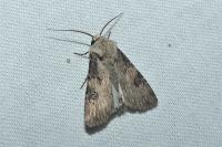 Agrotis puta