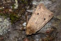 Leptologia blidaensis