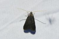Eurodachtha siculella