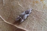 Teleiodes luculella